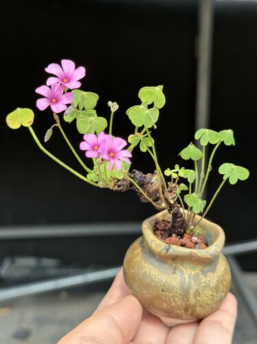 含盆 酢浆草块根老桩绿植幸运草微盆景盆栽开花期长一物一拍