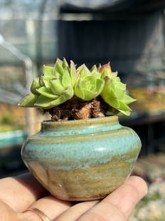 养不死 长生草多肉植物拇指小老桩耐冻耐干旱 一物一拍