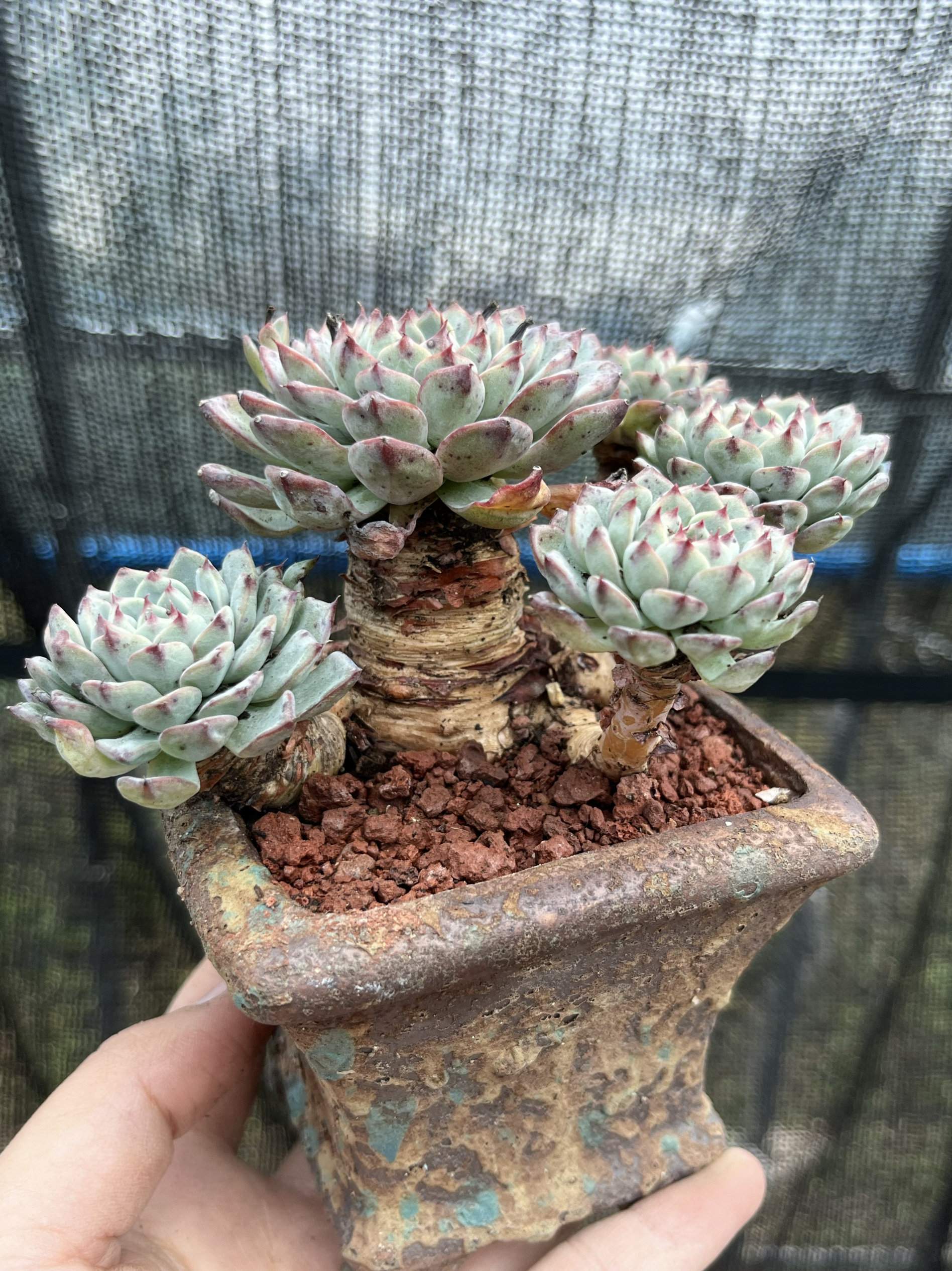 原始姬莲白姬莲捧花多肉植物迷你精控养粗桩拇指大老桩 一物一拍