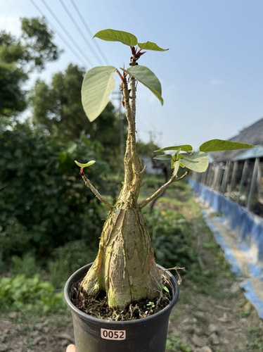 白脉榕 Ficus palmeri 墨西哥块根多肉植物稀有趣味盆栽一物一拍