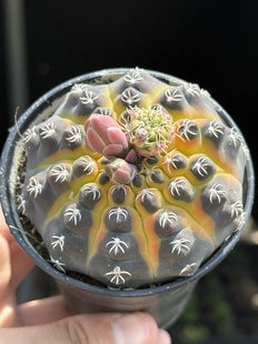 瑞昌玉锦仙人球多肉植物室内小盆栽软刺一物一拍