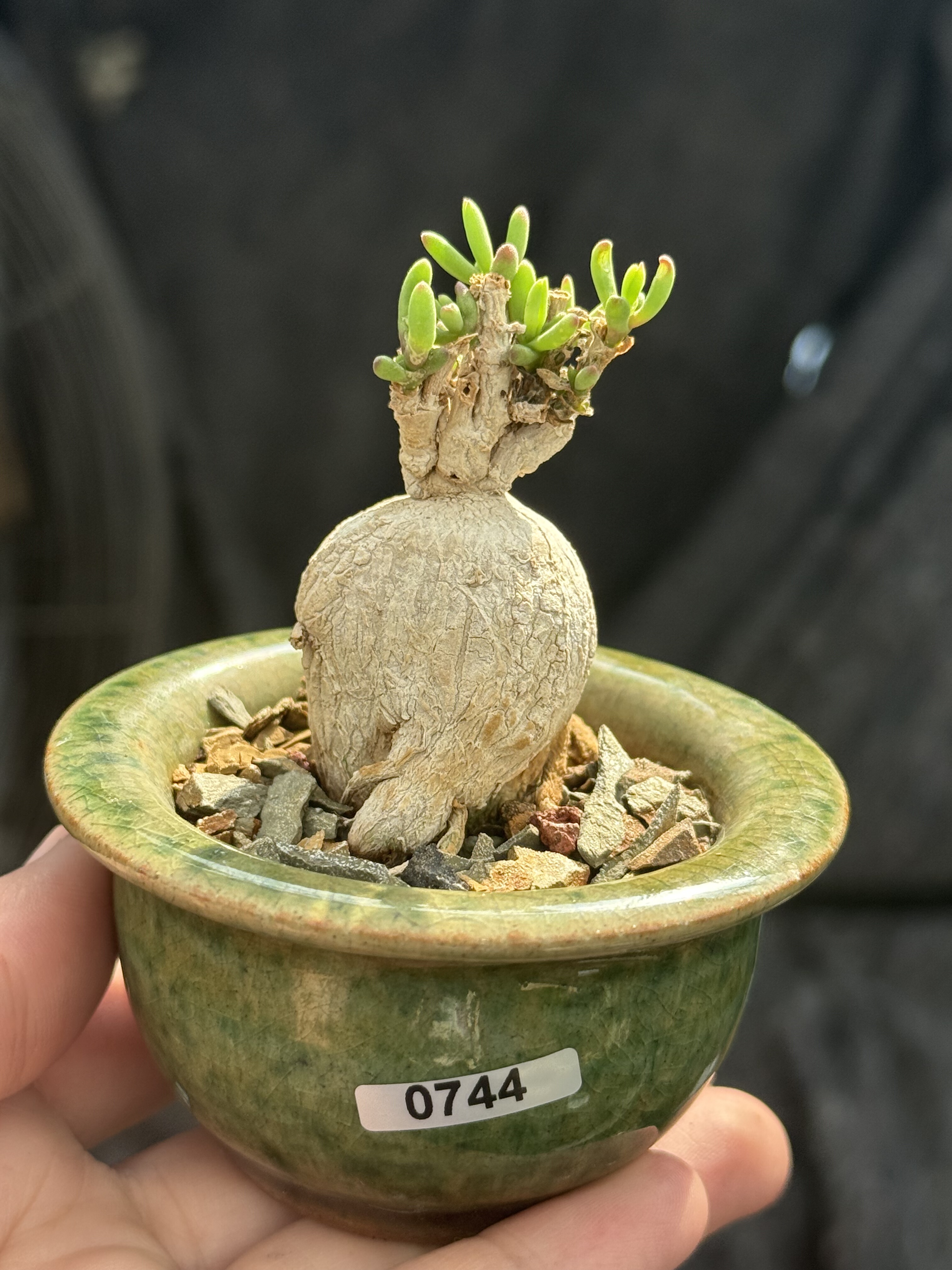 含盆,实生冰花块根枝干番杏拇指小老桩多肉植物造型盆栽一物一拍