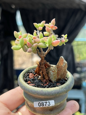 含盆，玉米枝干番杏小树形小老桩多肉植物提根造型悬崖一物一拍