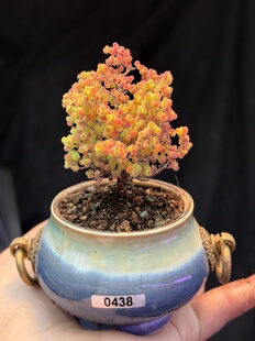 处理,实生蜜桔蜜橘糖球枝干番杏小树形多肉植物大老桩一物一拍