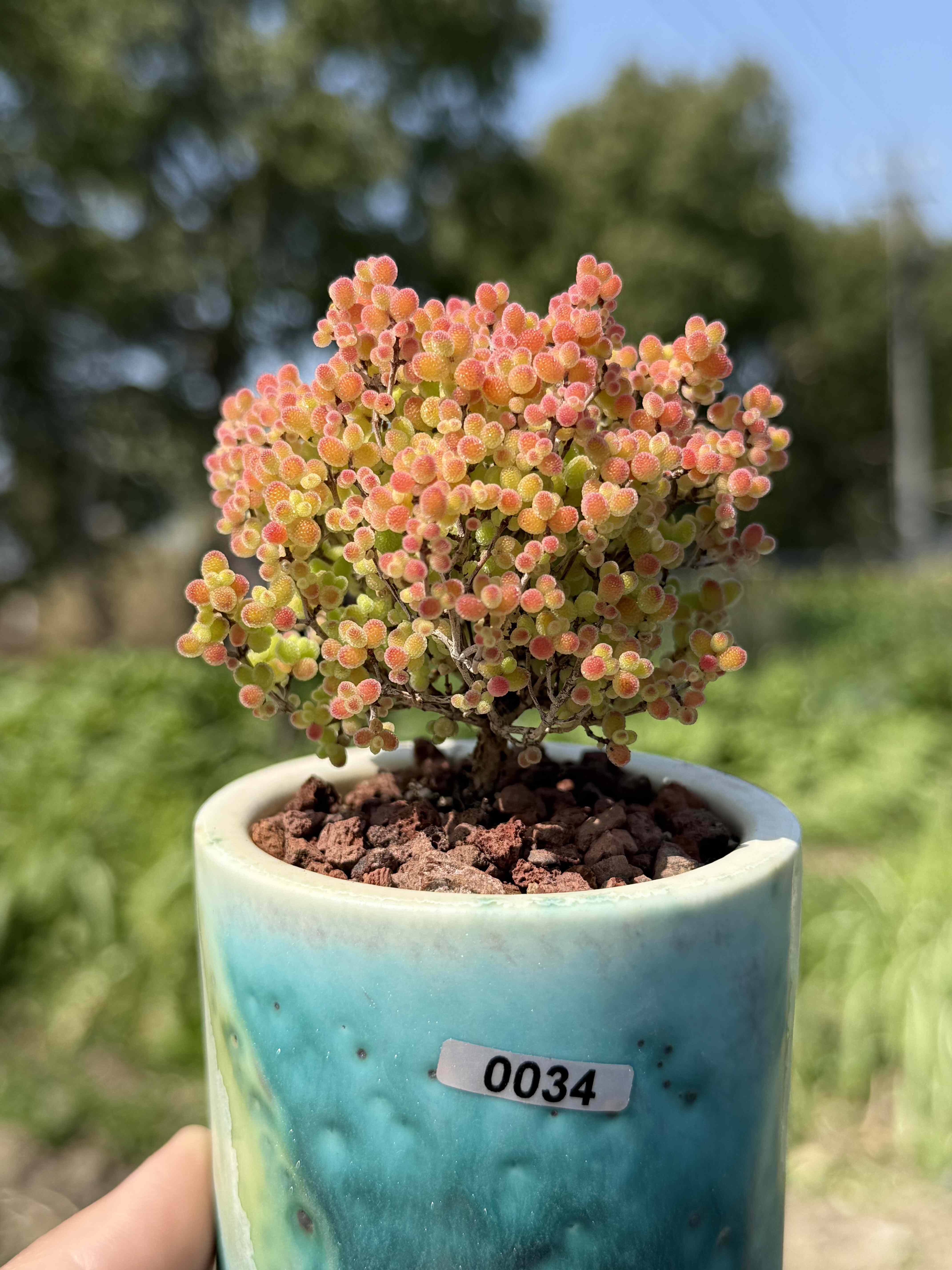 含盆蜜橘糖球蜜桔枝干番杏小树形多肉植物大老桩一物一拍