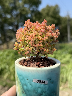 含盆蜜橘糖球蜜桔枝干番杏小树形多肉植物大老桩一物一拍