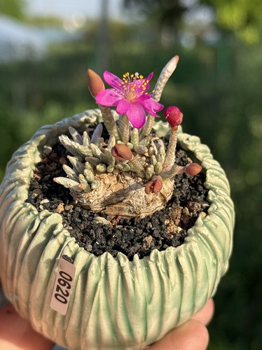 含盆 白花韧锦红花韧锦块根多肉植物原产地一物一拍
