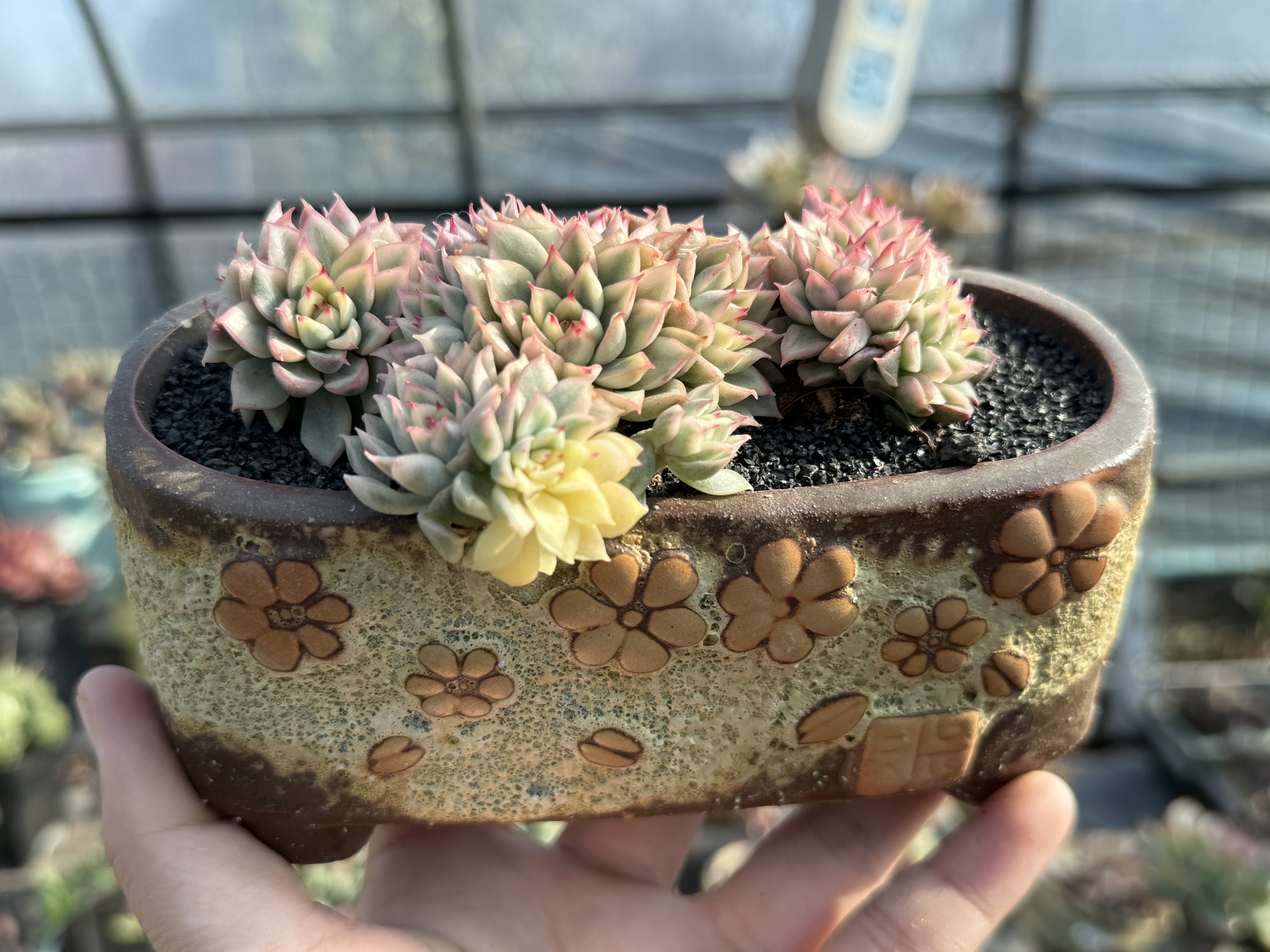 女雏锦手捧花小老桩多肉植物果冻体暗纹精控群生【一物一拍】