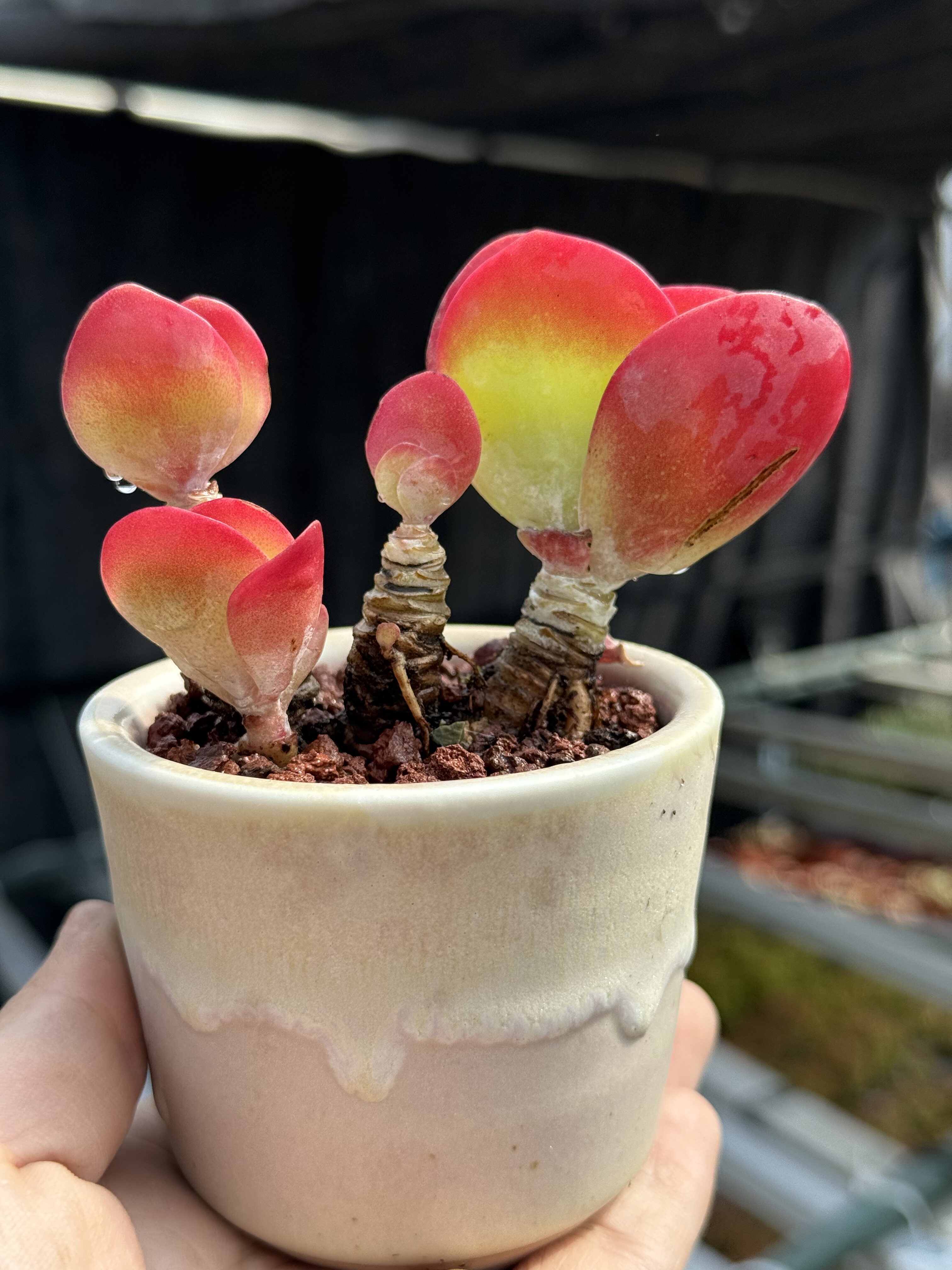 唐印多肉植物控养小老桩红色多肉皮实易养 一物一拍