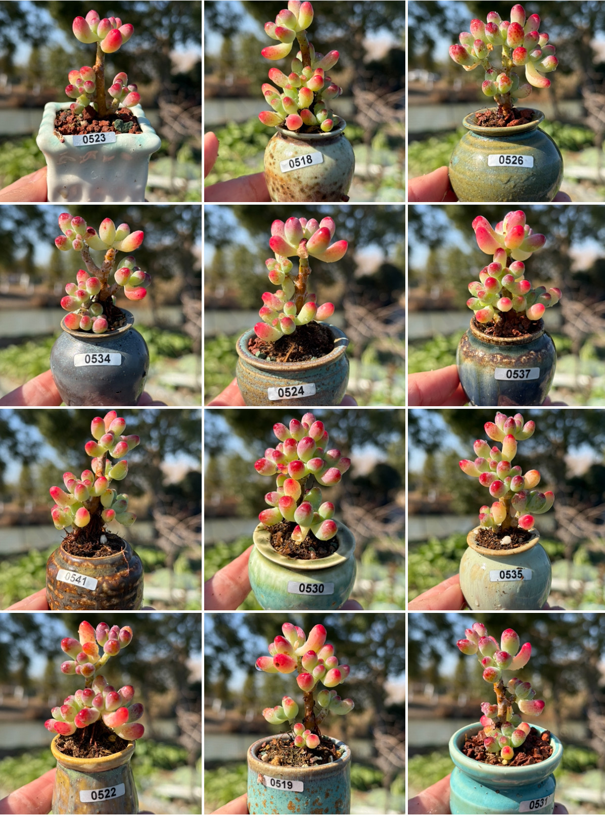 含盆，果冻乙女心多肉植物群生多头控养小老桩一物一拍