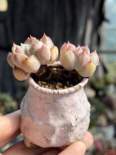 含盆 雪兔多肉老桩如梦令杂交精品糖心一物一拍