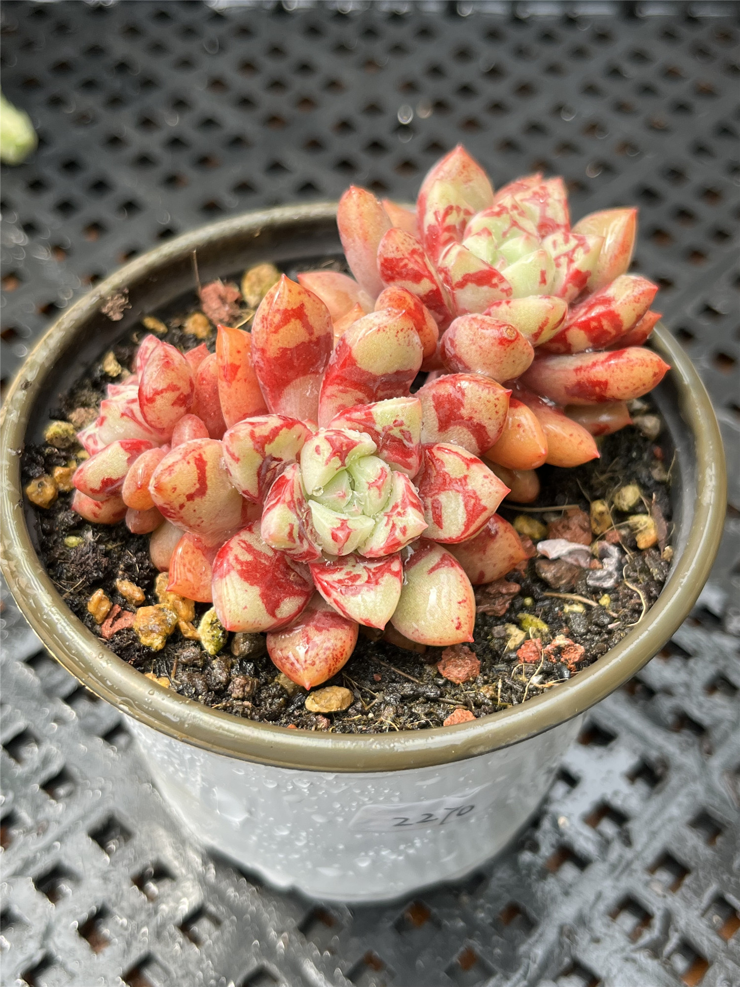 血燕回声血斑多肉植物多头群生老桩一物一拍