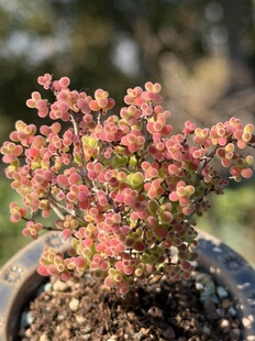 含盆,实生蜜橘糖球蜜桔枝干番杏小树形悬崖老桩多肉植物一物一拍