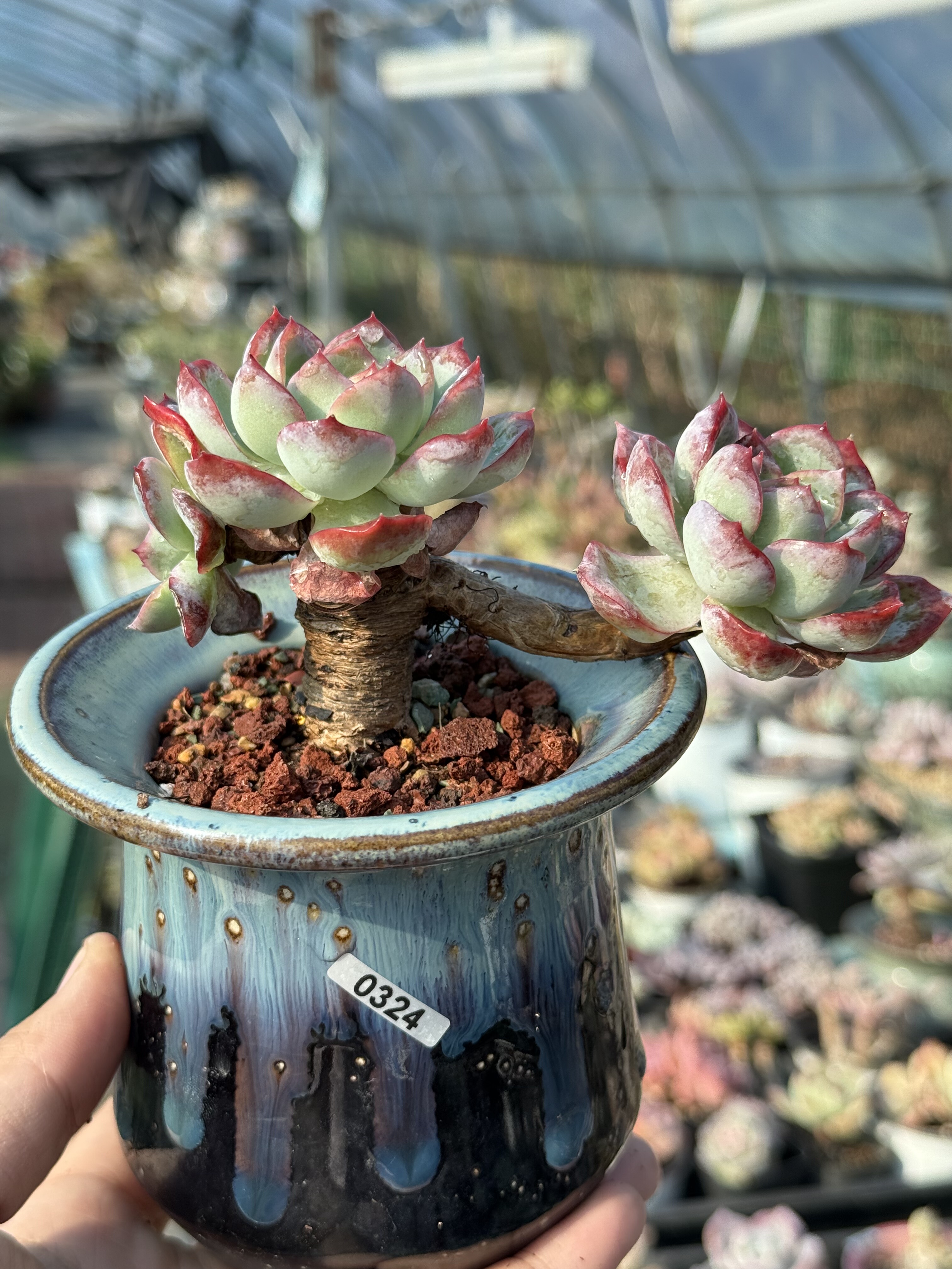 含盆，水莲精品稀有果冻色控养木质老桩一物一拍净化空气莲花