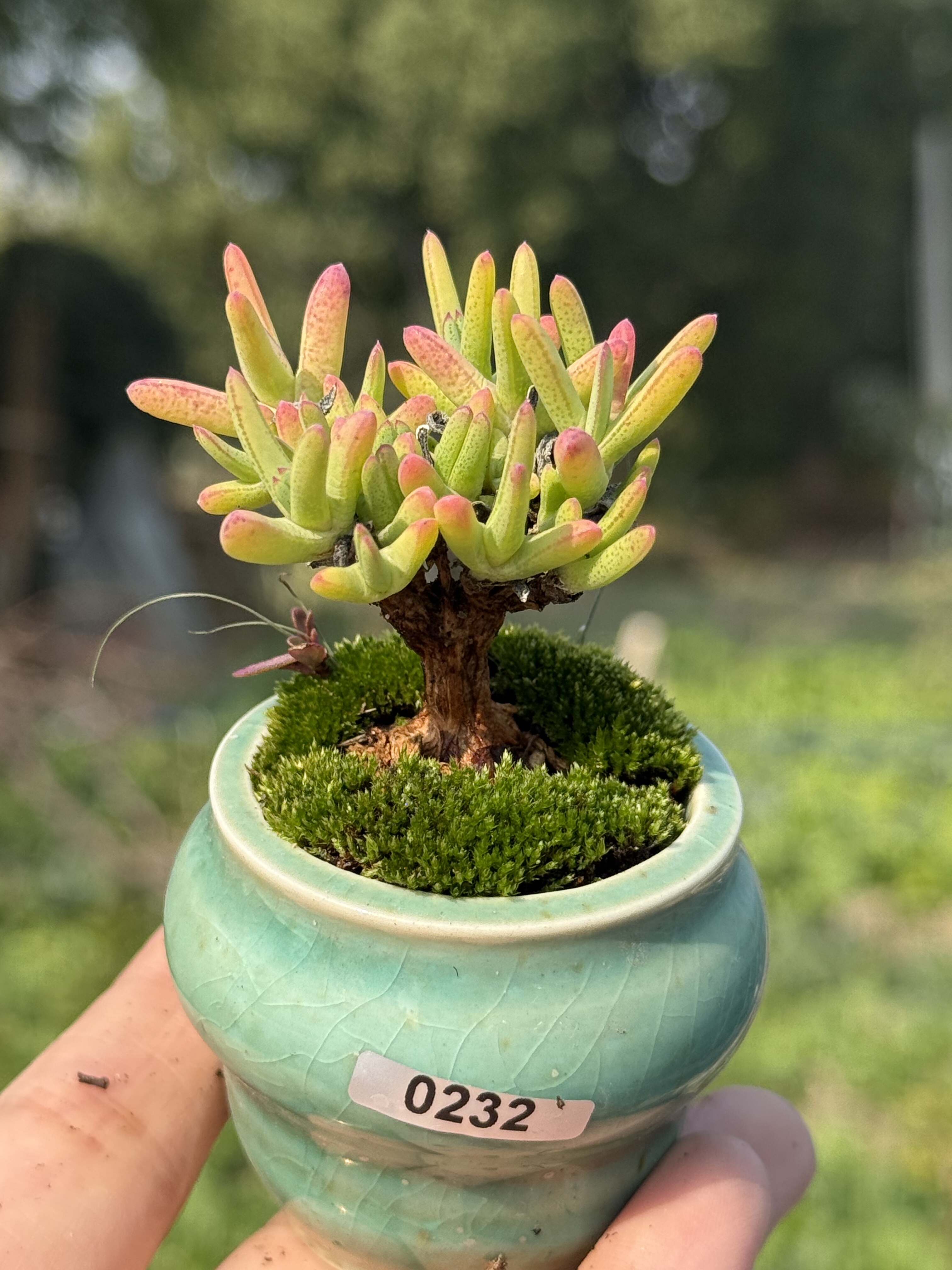 含盆，紫霄木枝干番杏小老桩多肉植物稀有植物一物一拍