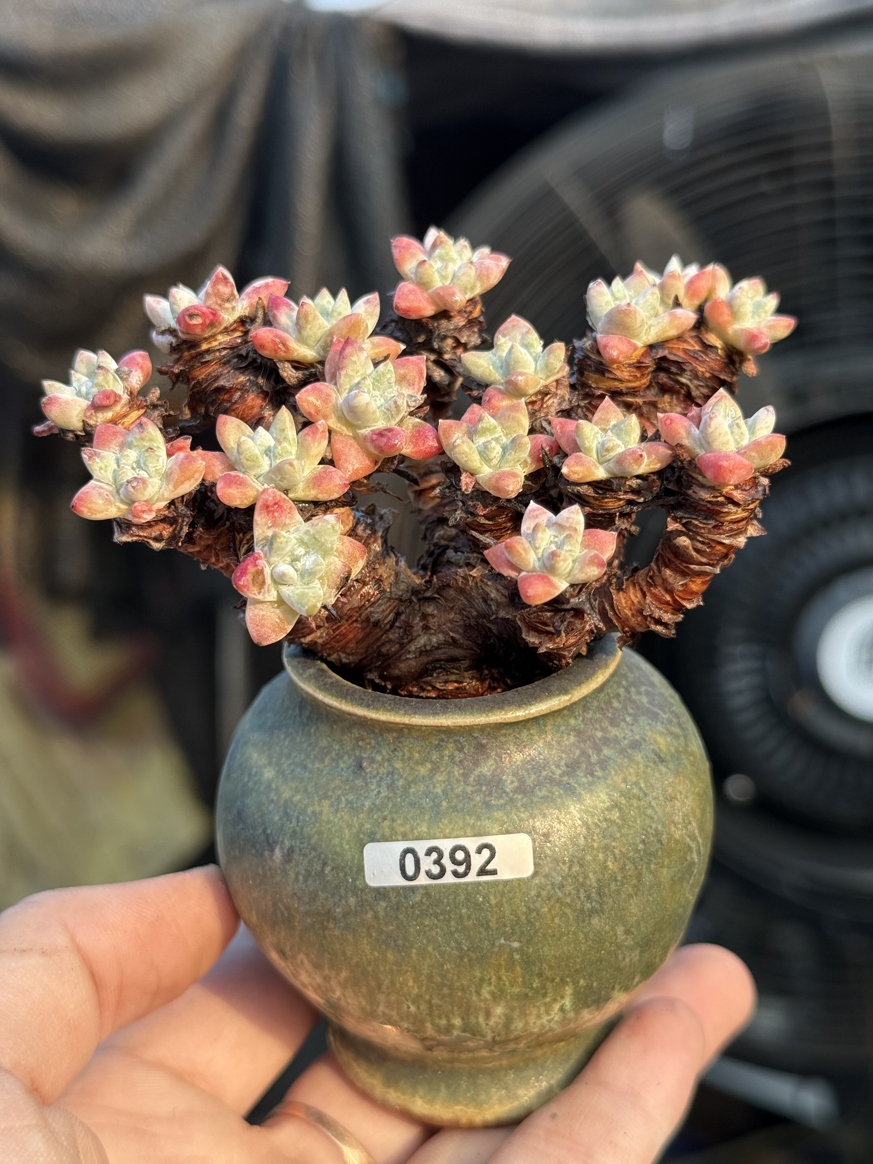 含盆，丸叶白菊多肉植物精控养小精品多肉老桩一物一拍