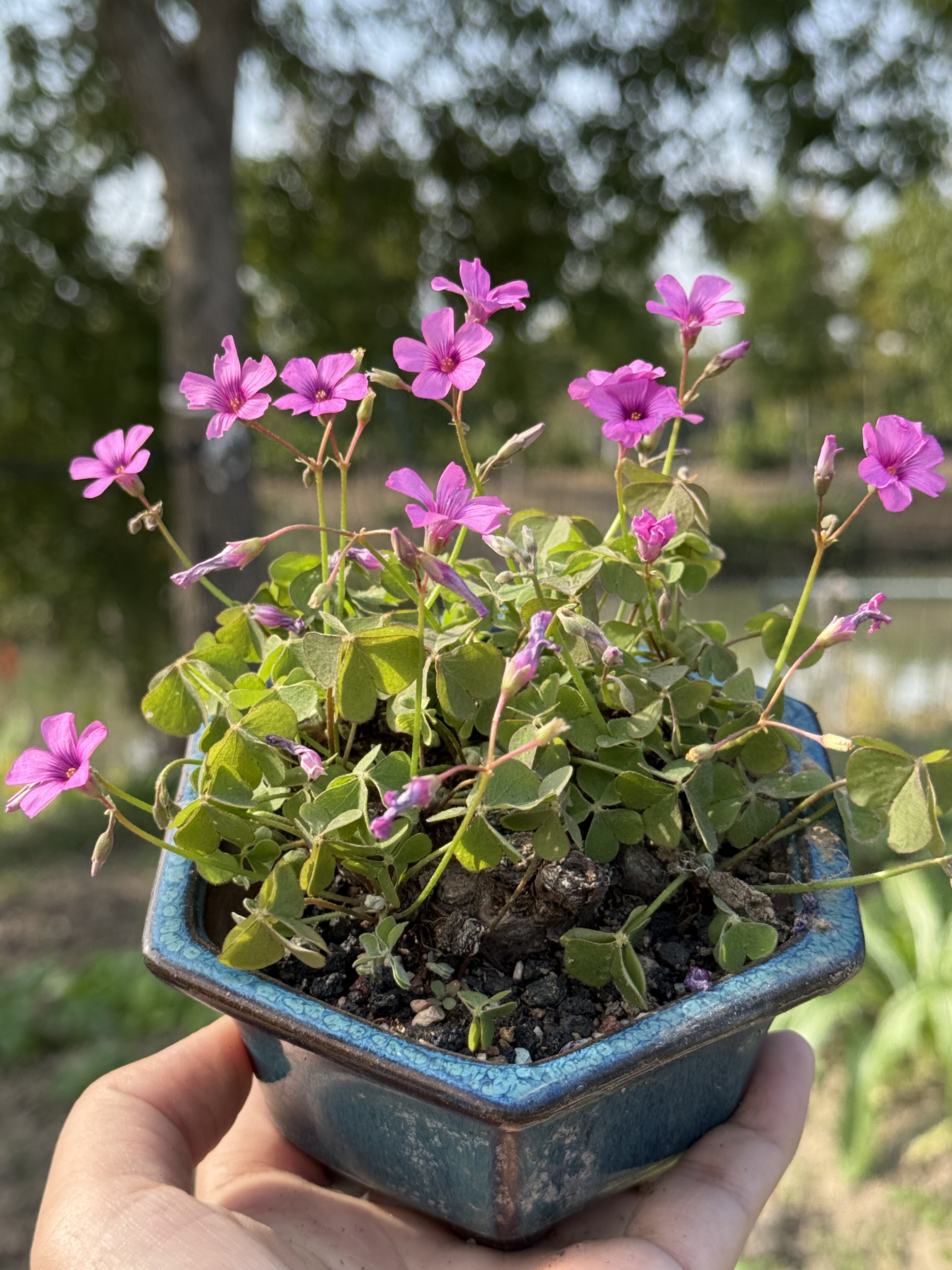 含盆，酢浆草块根老桩绿植幸运草微盆景盆栽开花期长一物一拍