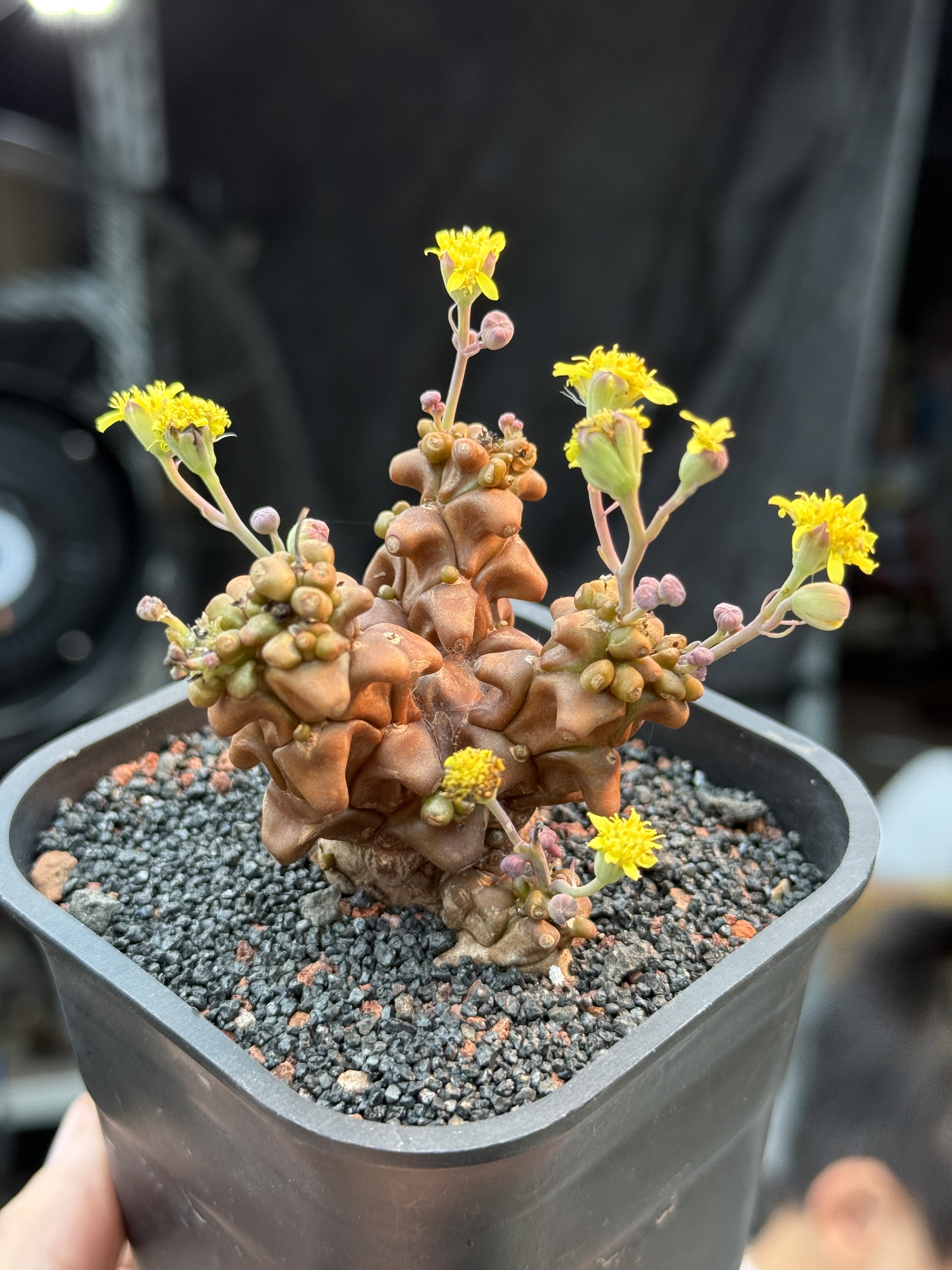 蛮鬼塔厚敦菊 Othonna herrei 块根多肉植物稀有开花机器一物一拍