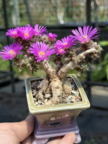 含盆，紫晃星块根多肉植物老桩紫花一物一拍造型造景盆景盆栽
