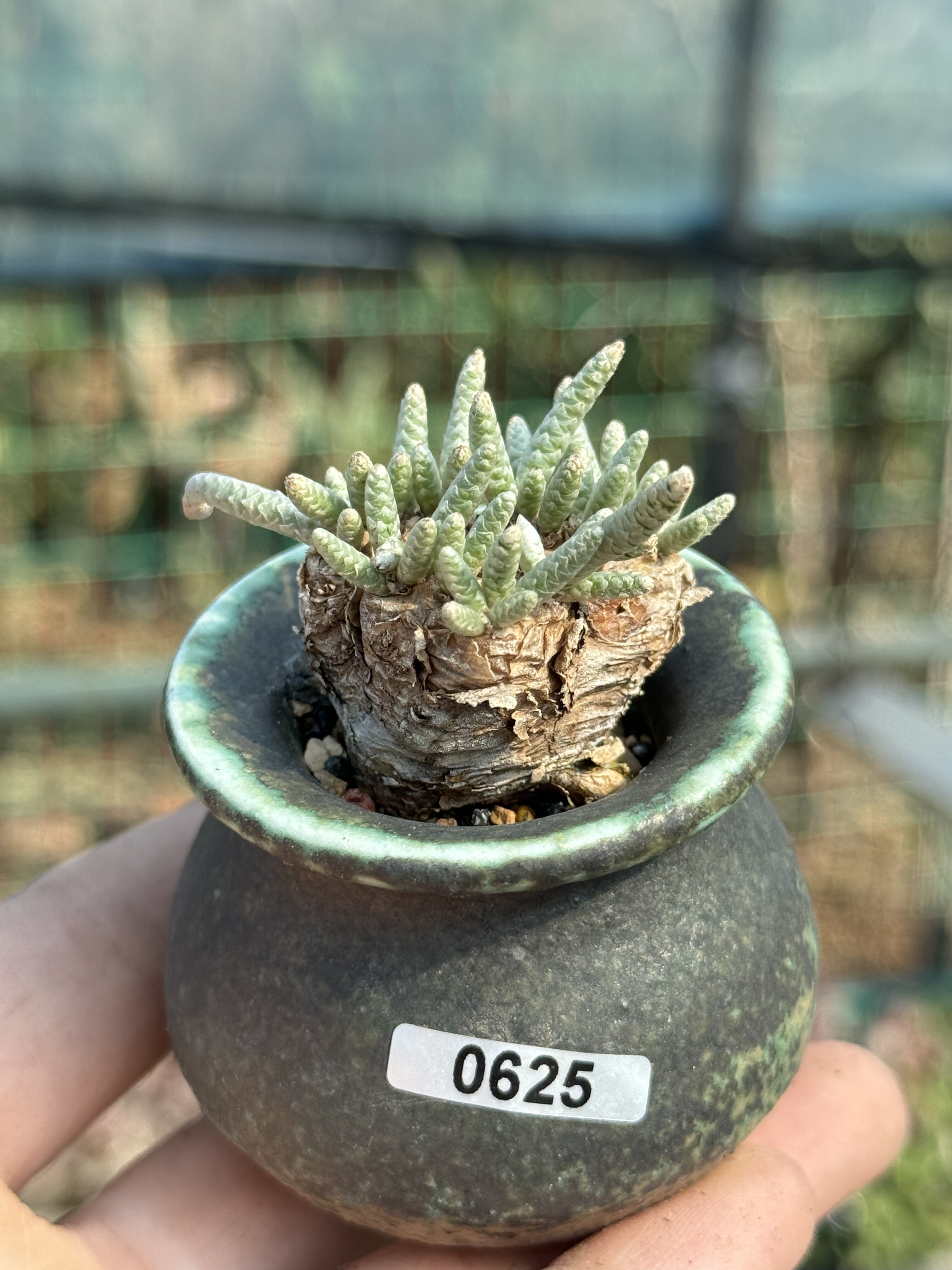 含盆，韧锦块根多肉植物原产地一物一拍,鲜花速递/花卉仿真/绿植园艺,多肉植物,淘宝优惠券,粉丝福利购,淘宝优惠卷