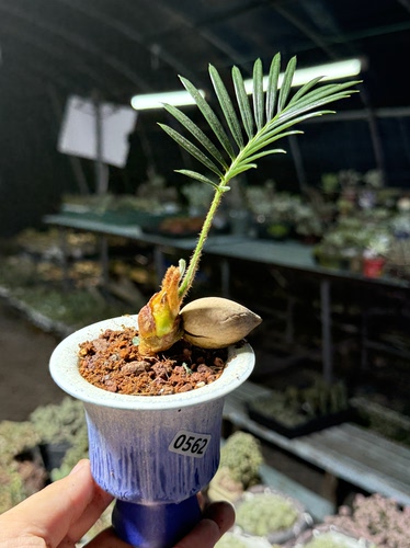 苏铁铁树禅意小盆栽茶桌禅意摆件盆景办公室内绿植物一物一拍