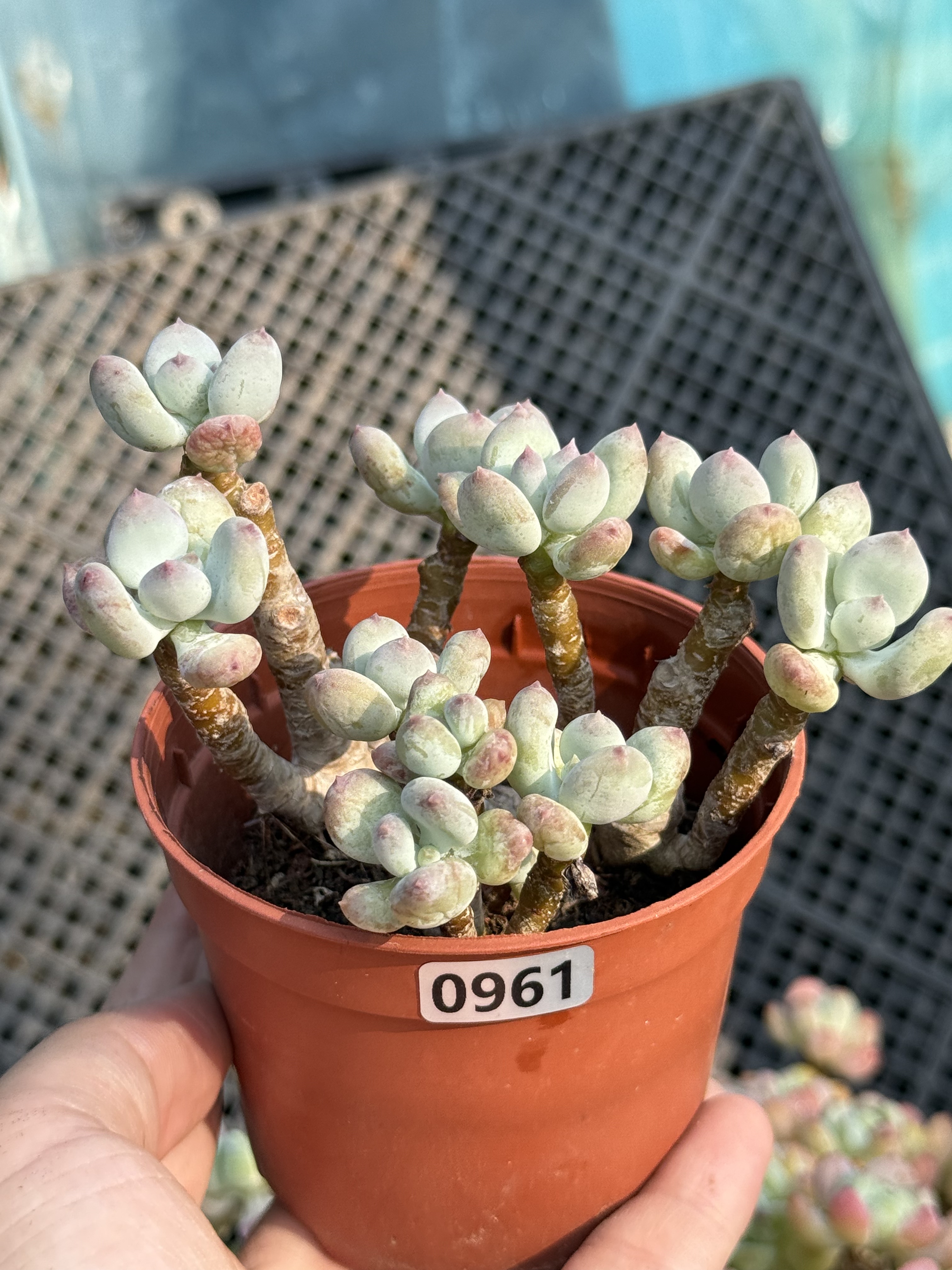 三日月美人多肉植物精控养拇指小老桩圆滚滚萌肉一物一拍