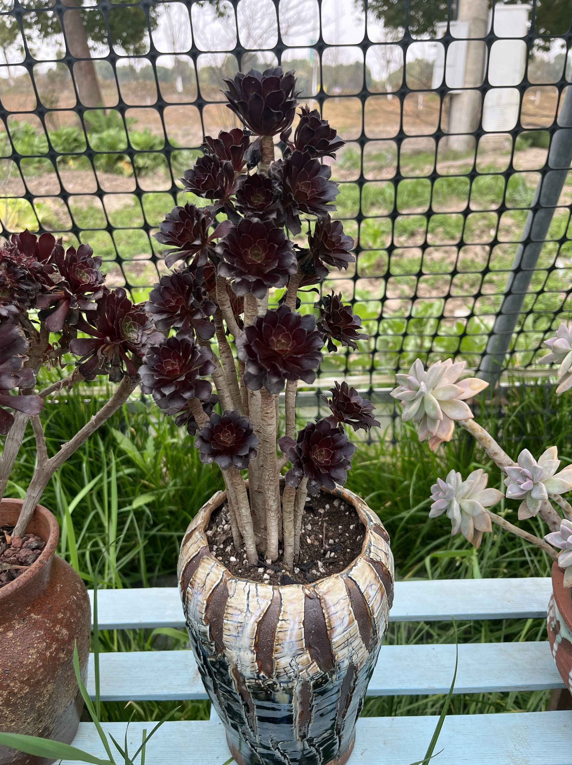 小黑豆圆叶黑法师手捧花多肉植物大老桩一物一拍