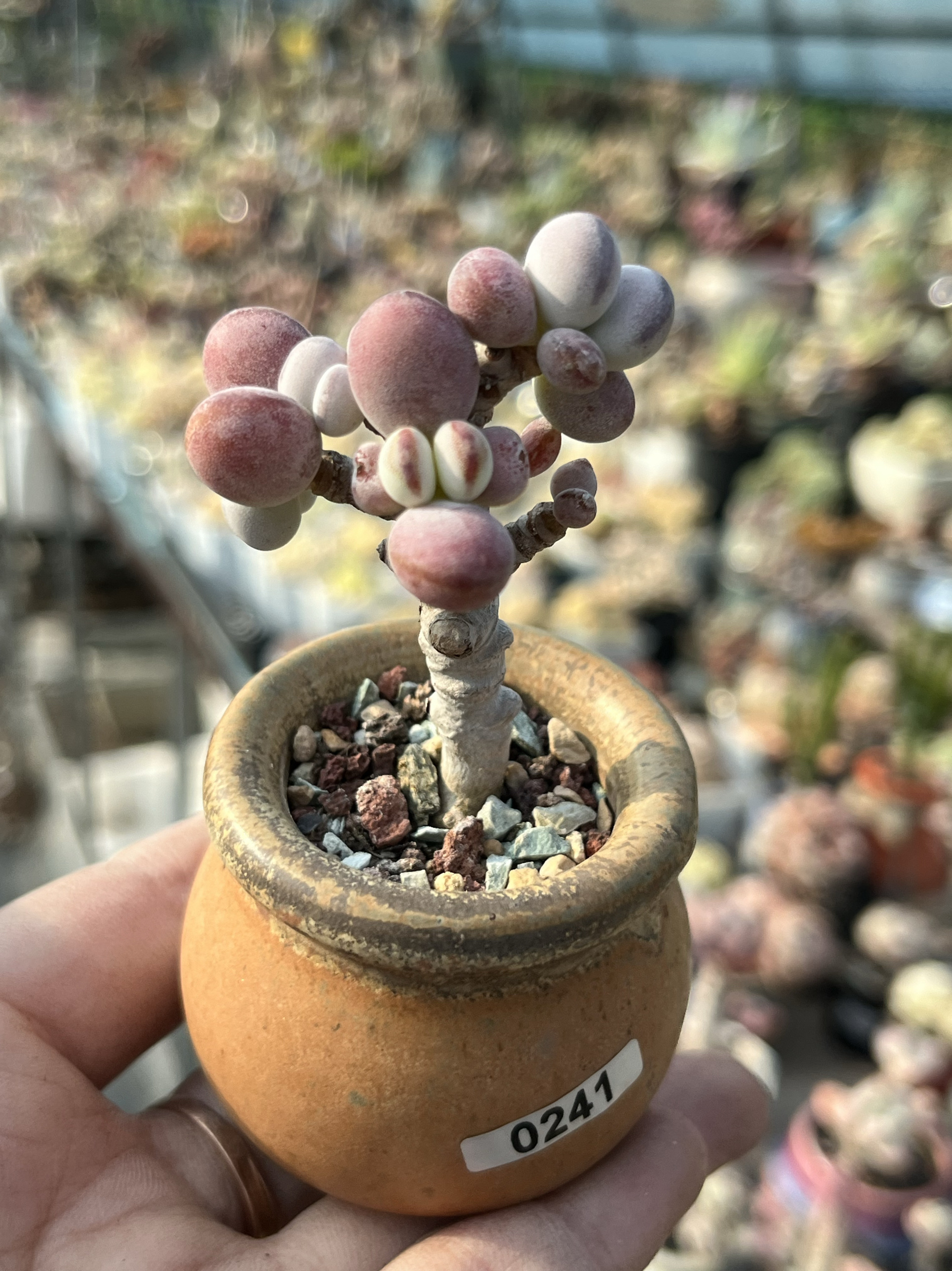 含盆，乒乓福娘多肉植物精控圆滚滚小老桩超大老桩一物一拍
