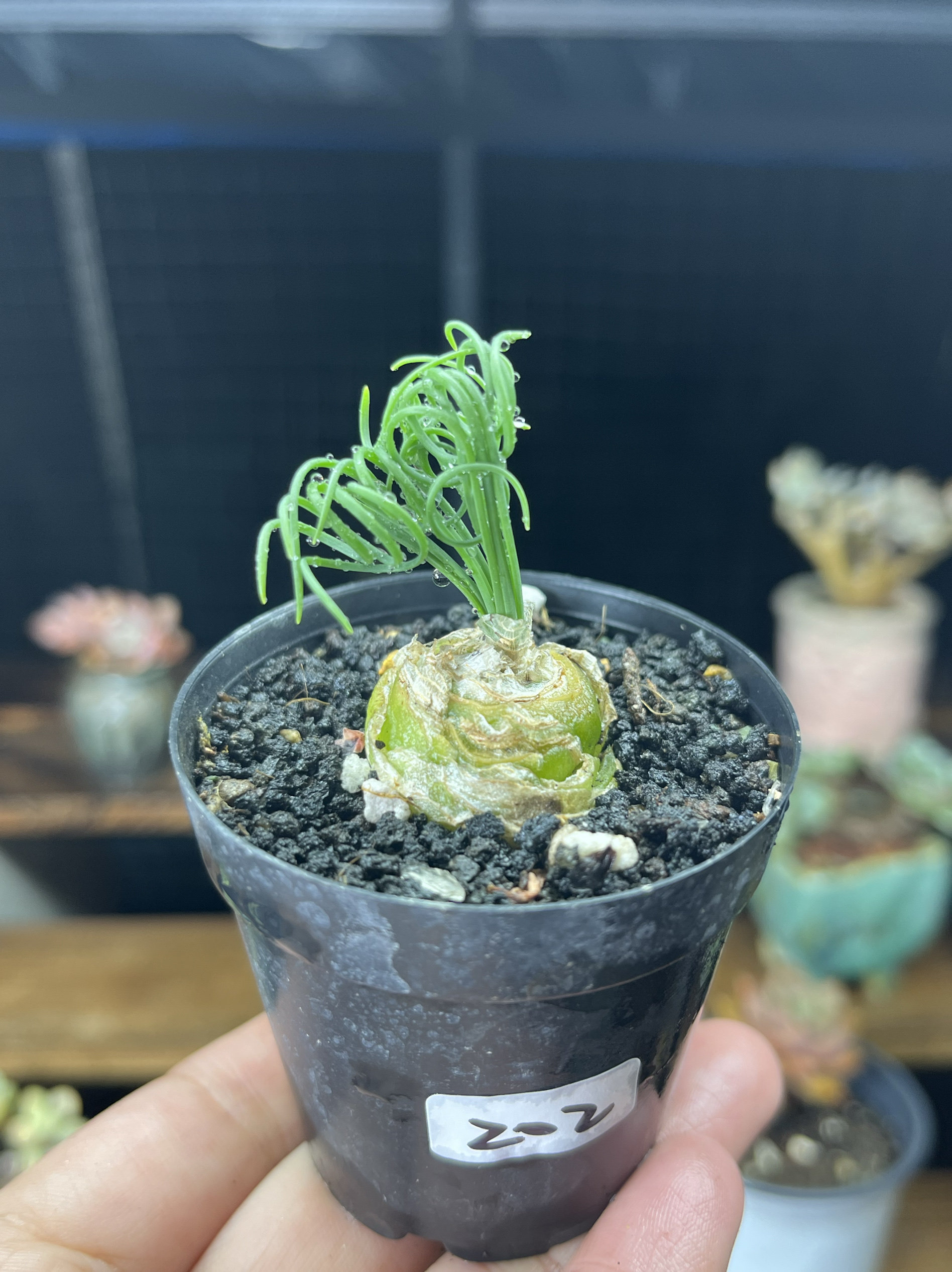 细叶弹簧草球根多肉植物一物一拍