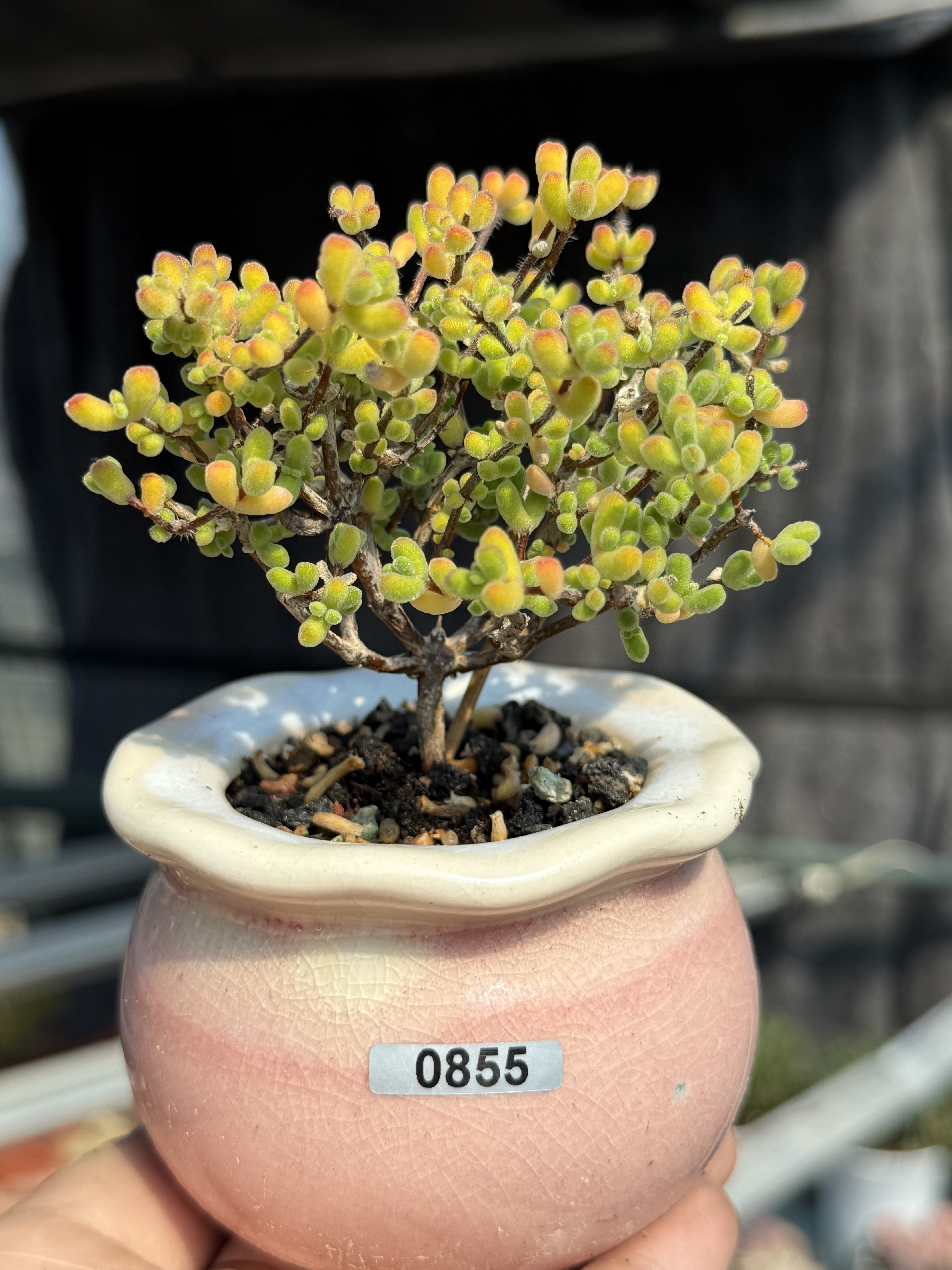 带盆栽好 小星星枝干番杏拇指小老桩多肉植物一物一拍