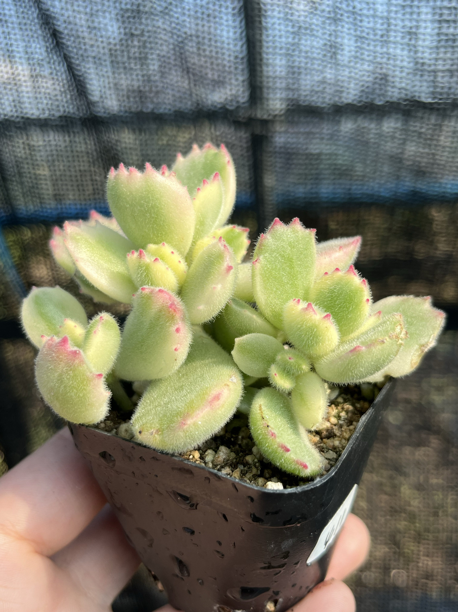 熊童子锦白熊掌彩虹熊多肉植物老桩一物一拍