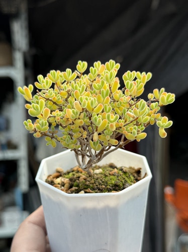 带盆栽好 小星星枝干番杏拇指小老桩多肉植物一物一拍