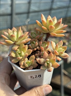 马库斯多肉植物控养小老桩 一物一拍