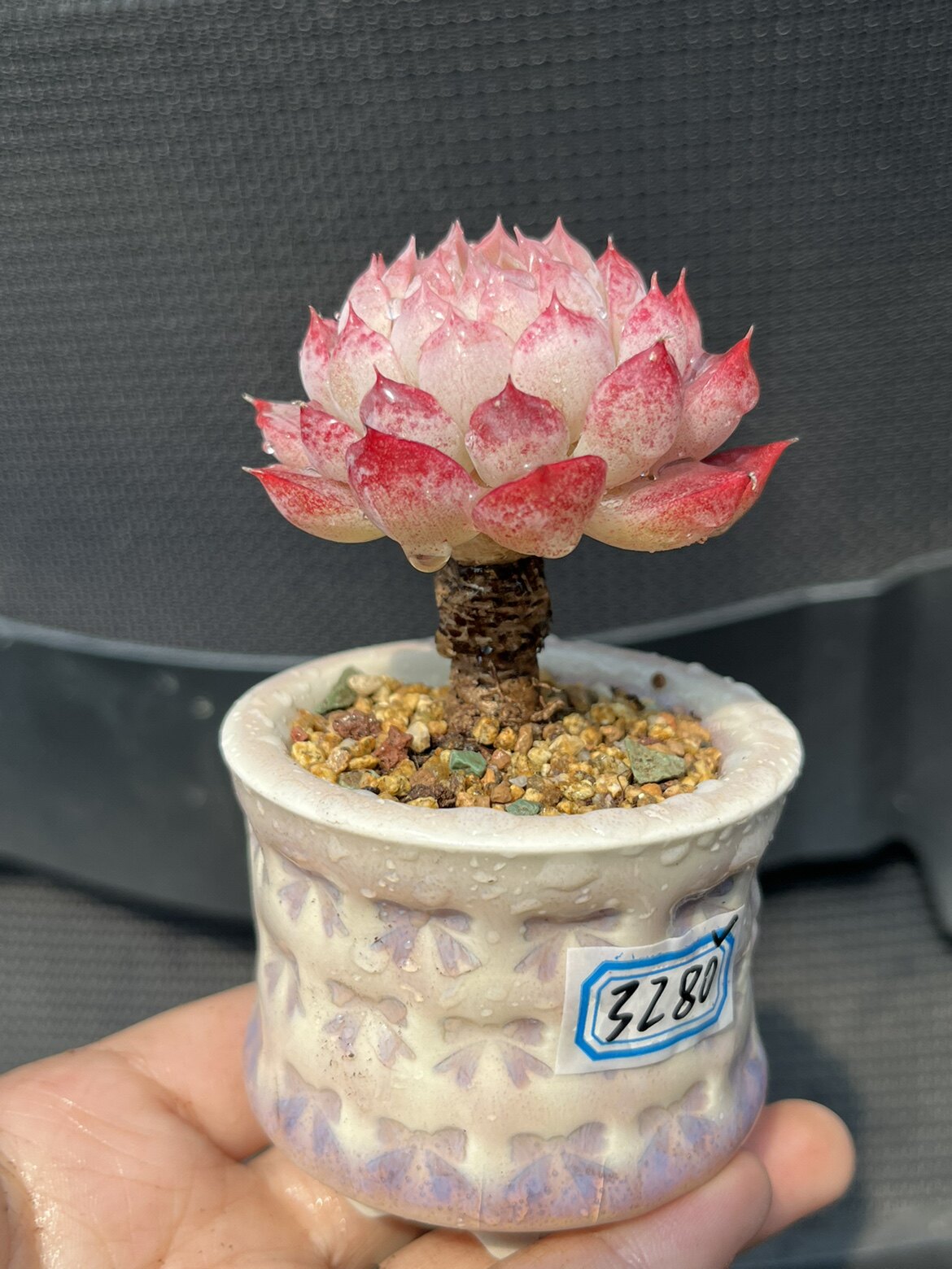 西府海棠朱砂痣仙桃多肉植物带杆老桩单头多头一物一拍