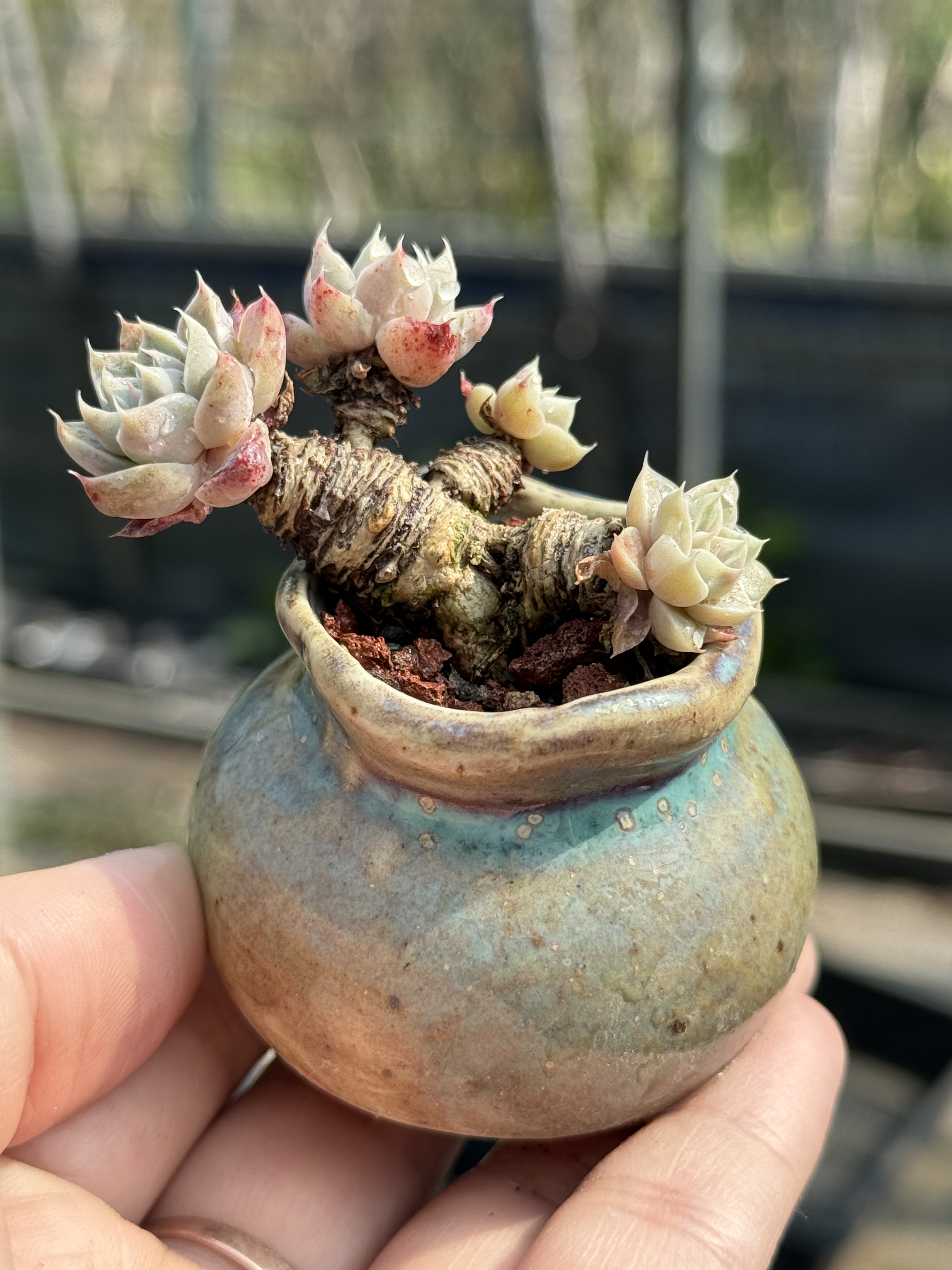 含盆 罗斯比多肉果冻粉黄色控养木质小老桩一物一拍