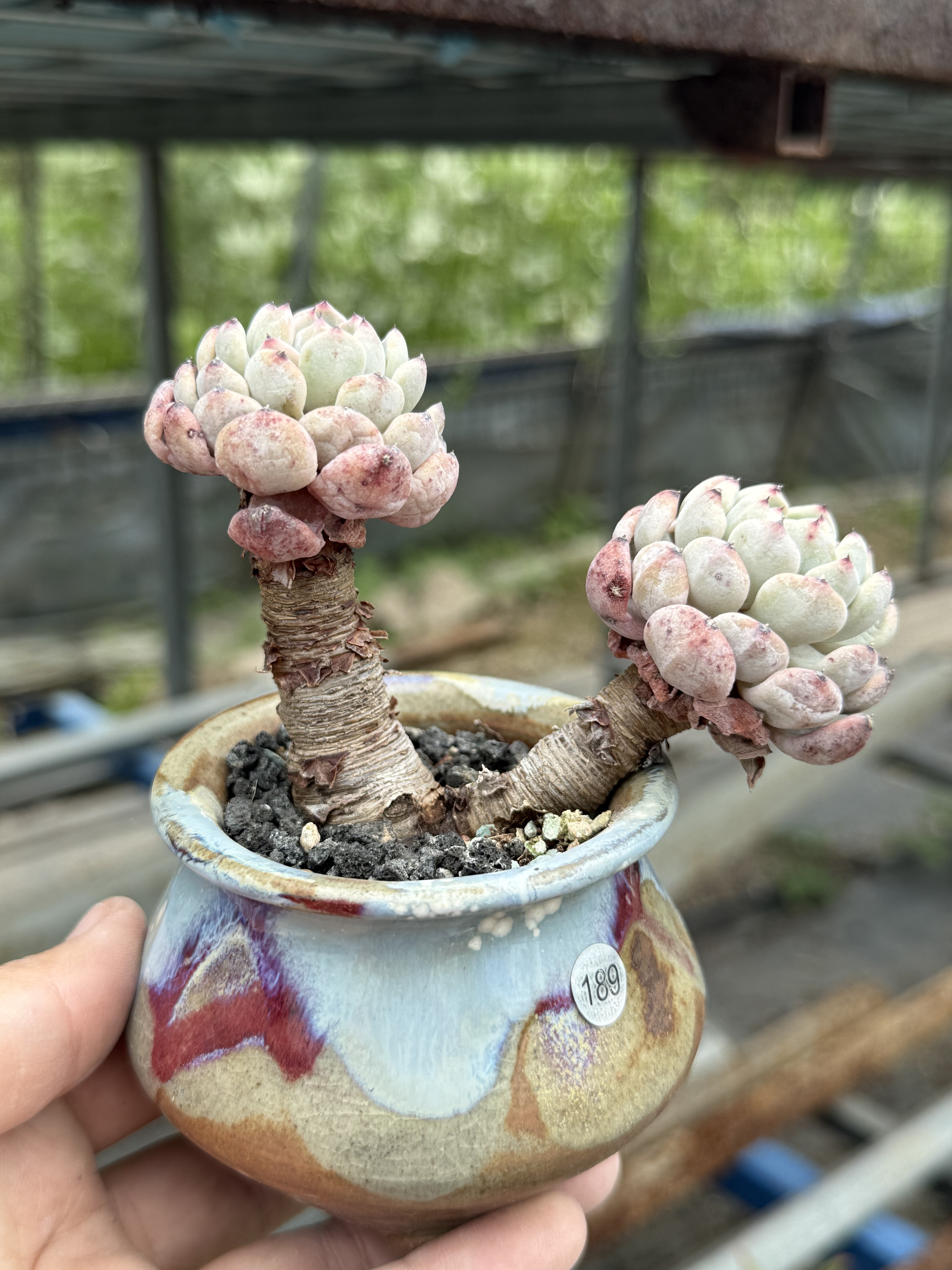 含盆 雪爪多肉植物大棵精控养老桩一物一拍