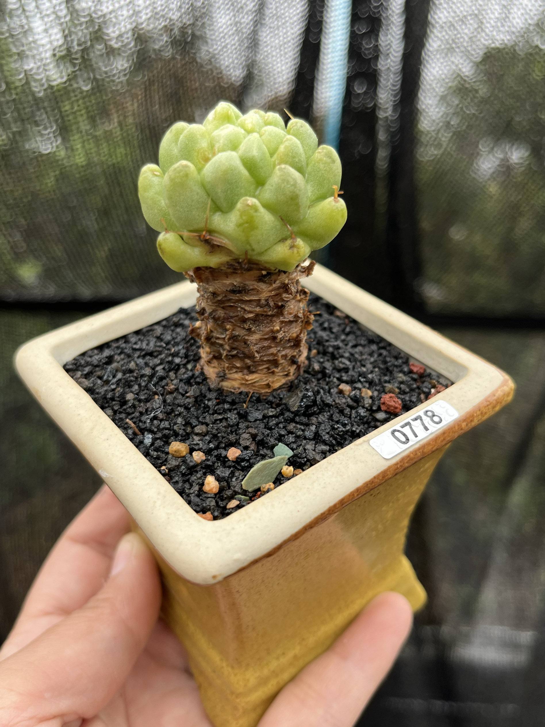 泰菊莲稀有无刺仙人球菠萝释迦仙人柱多肉办公室防辐射一物一拍