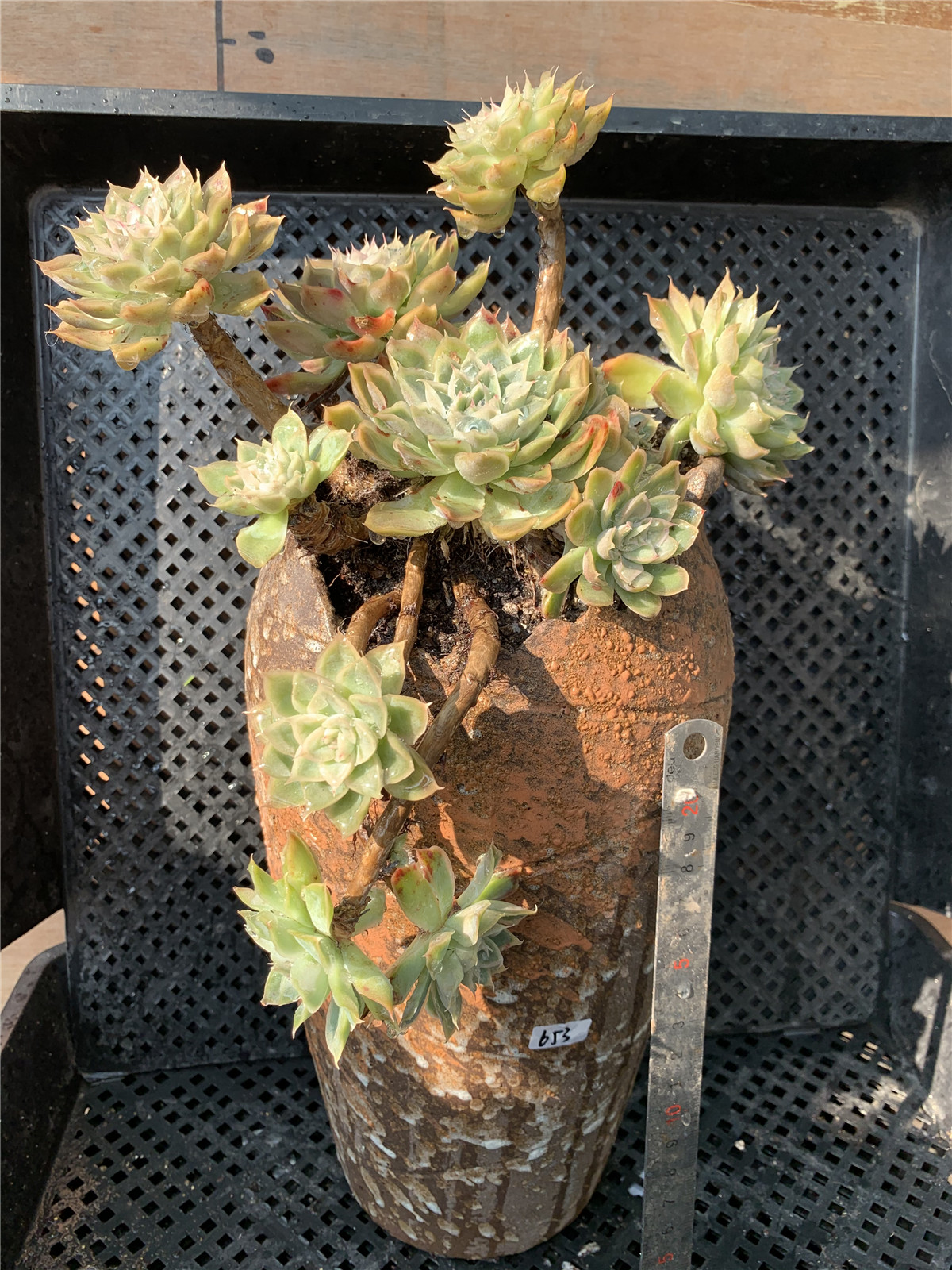 冰雪女王杂交捧花长睫毛磨砂冰边多肉植物老桩一物一拍
