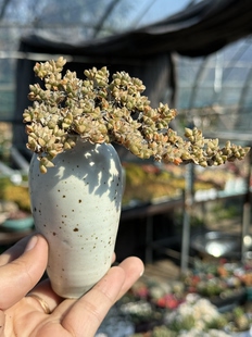 新品 姬碧玉莲多肉植物控养悬崖造型开紫花新手好养一物一拍