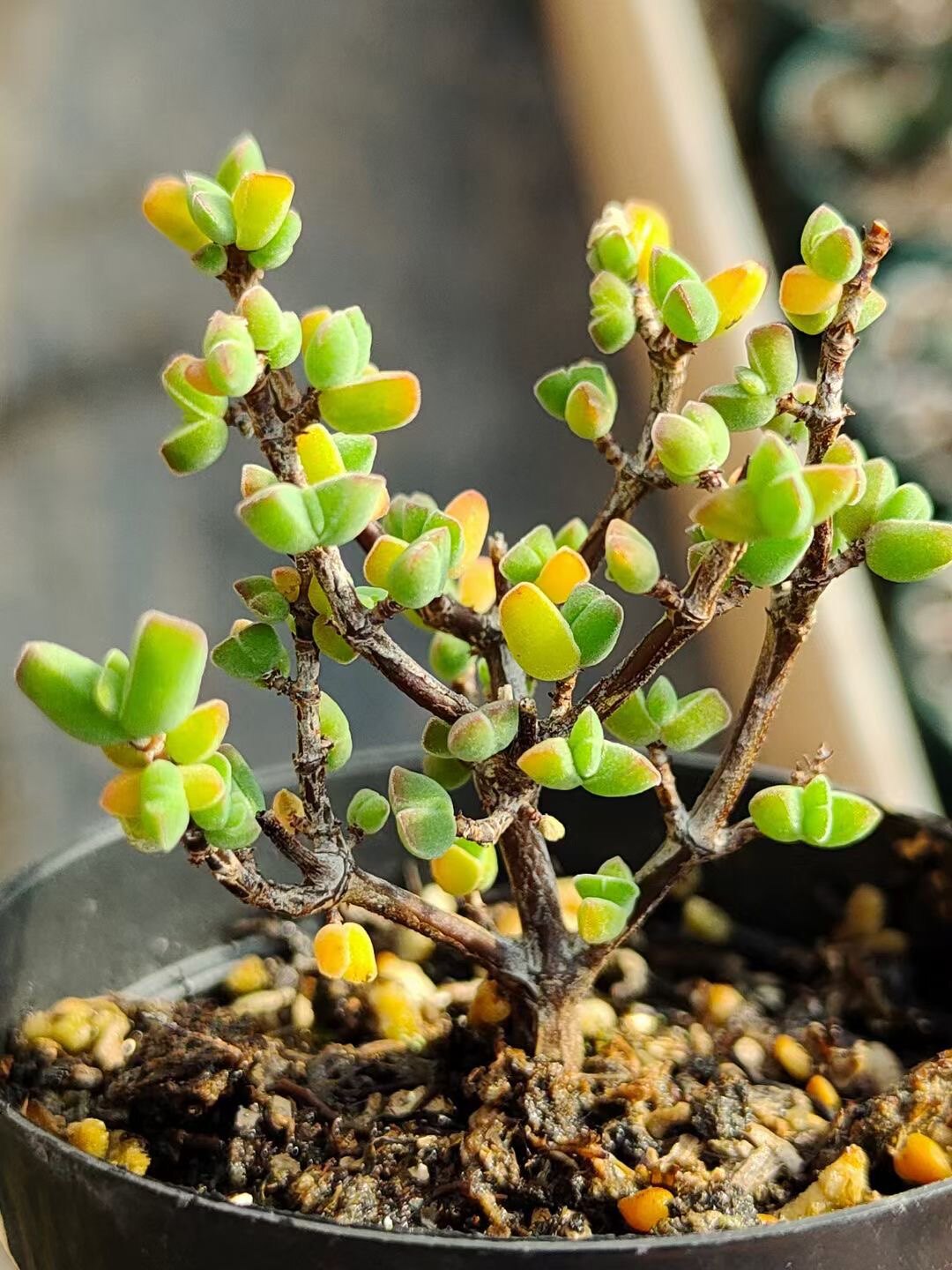 一形拇树指钳番小枝虾小植杏拍干物多肉 老桩一