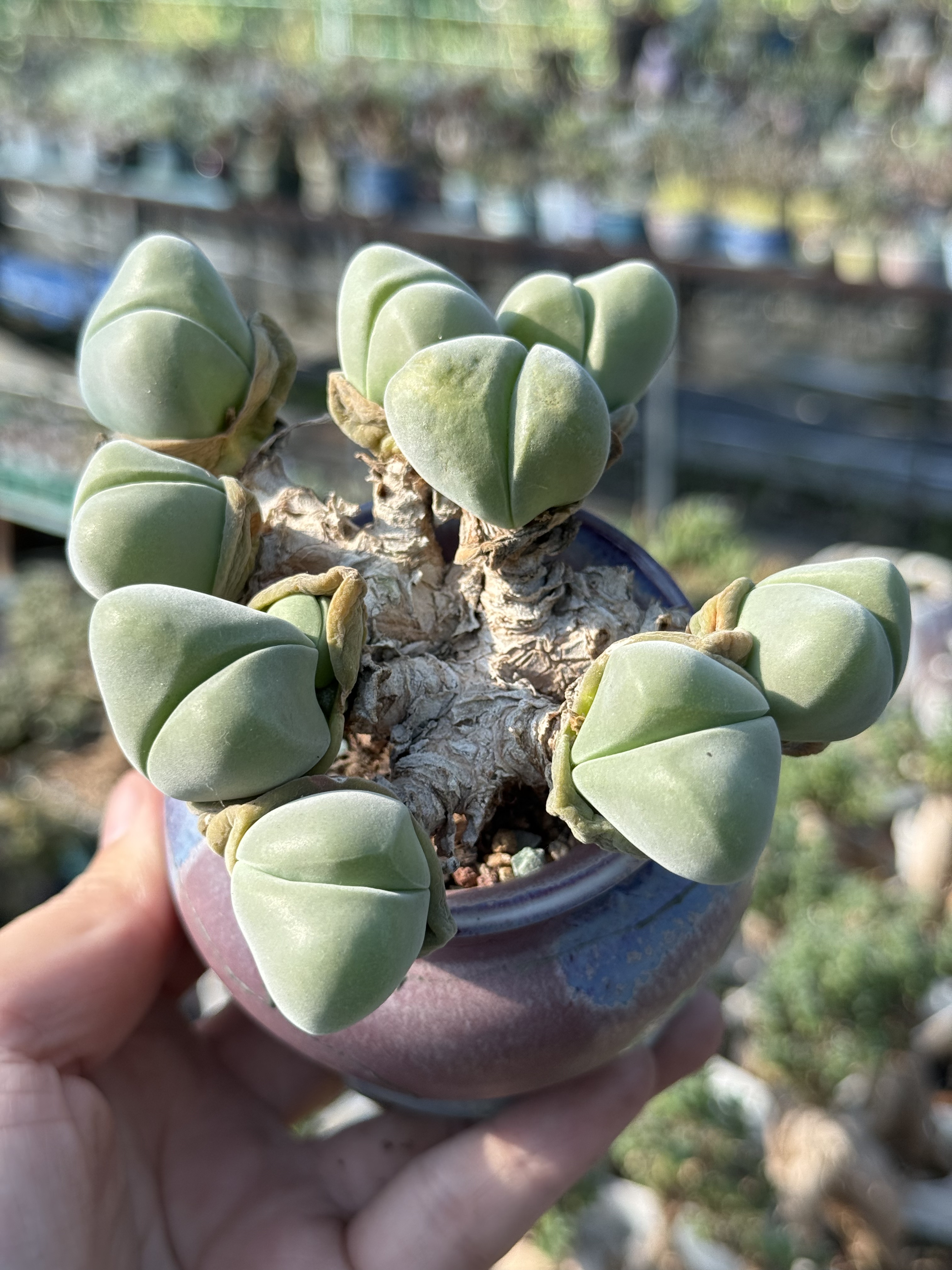 含盆 无比玉大粗杆群生大小老桩多肉植物多头整桩群生一物一拍