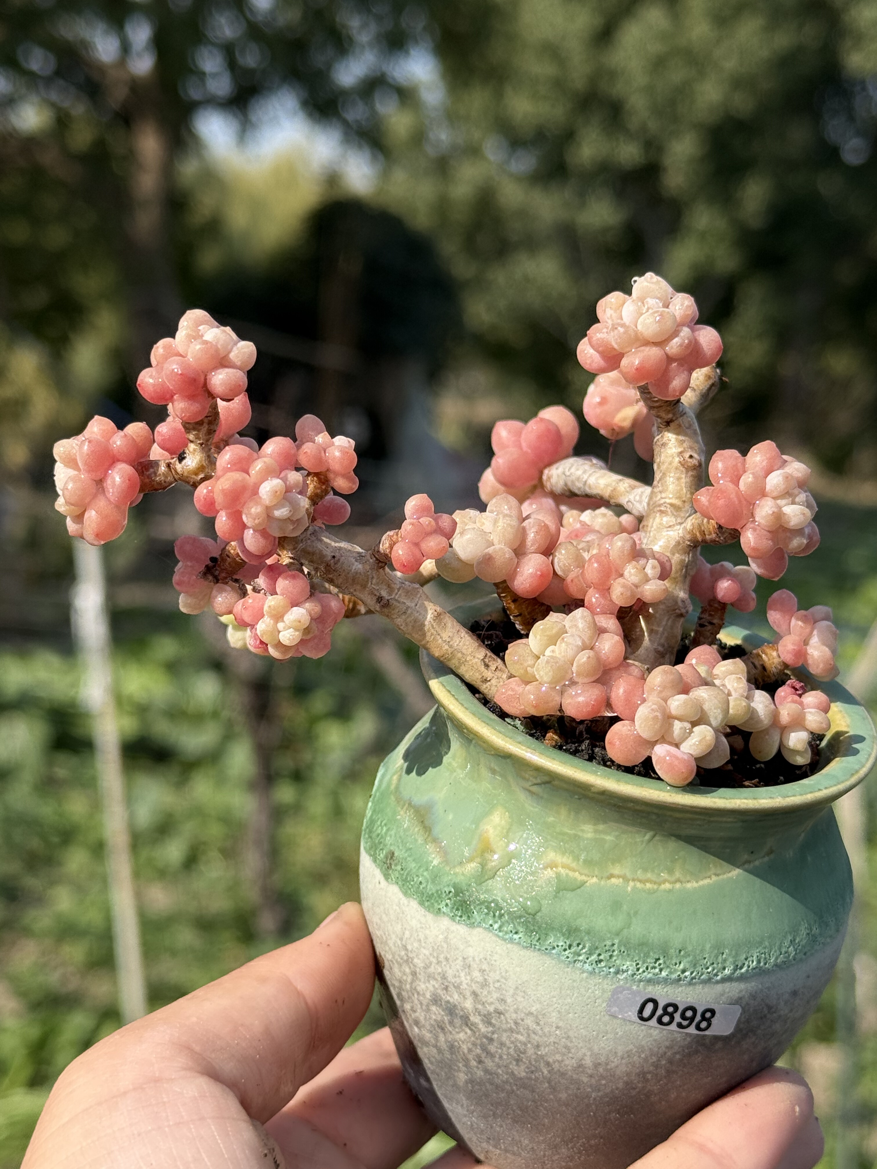鱼子酱精控养老桩多肉植物圆滚滚群生多头爱爆芽一物一拍
