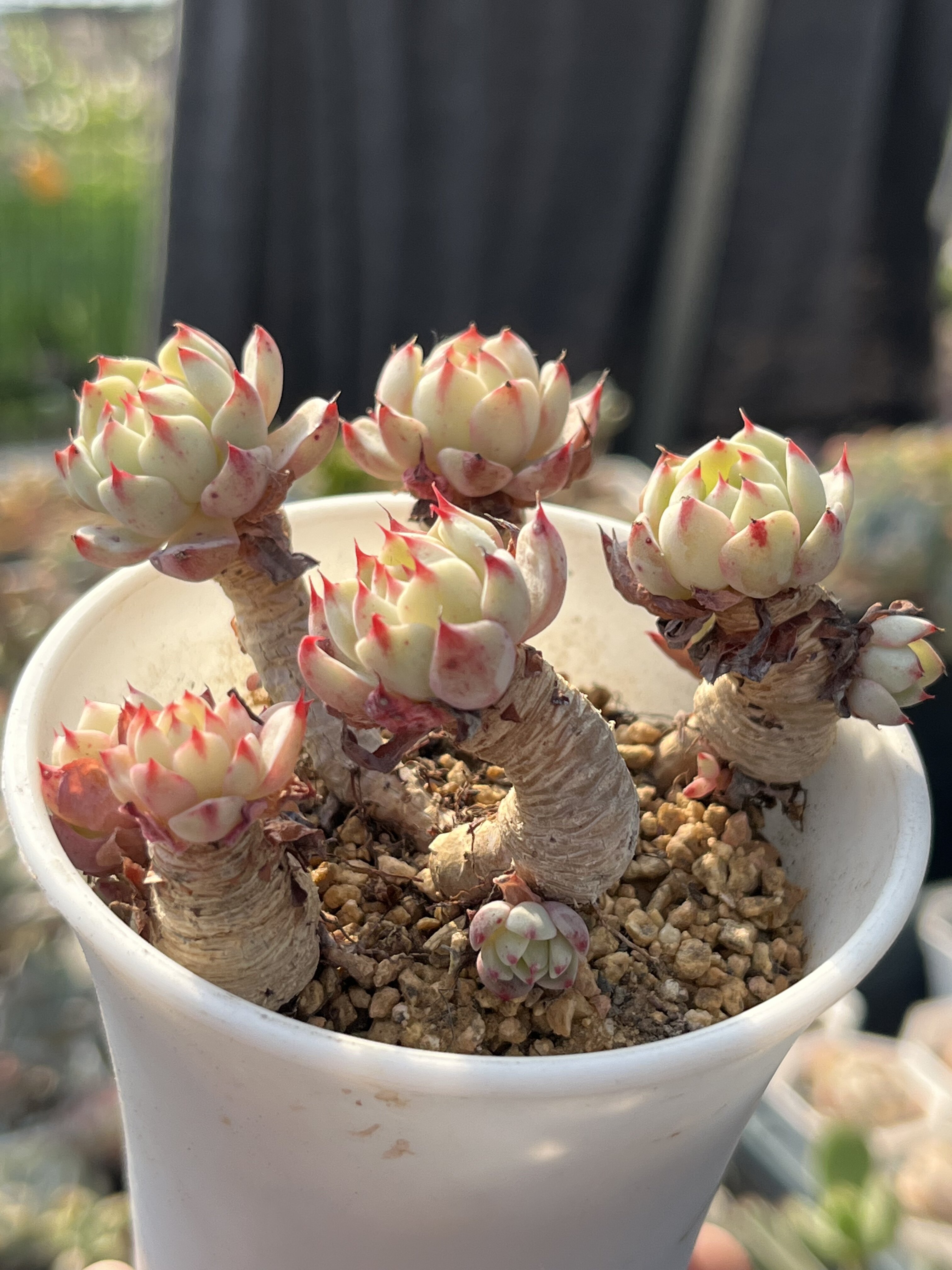 爱思诺爱斯诺恩西诺捧花多肉植物控养粗腿拇指小老桩 一物一拍