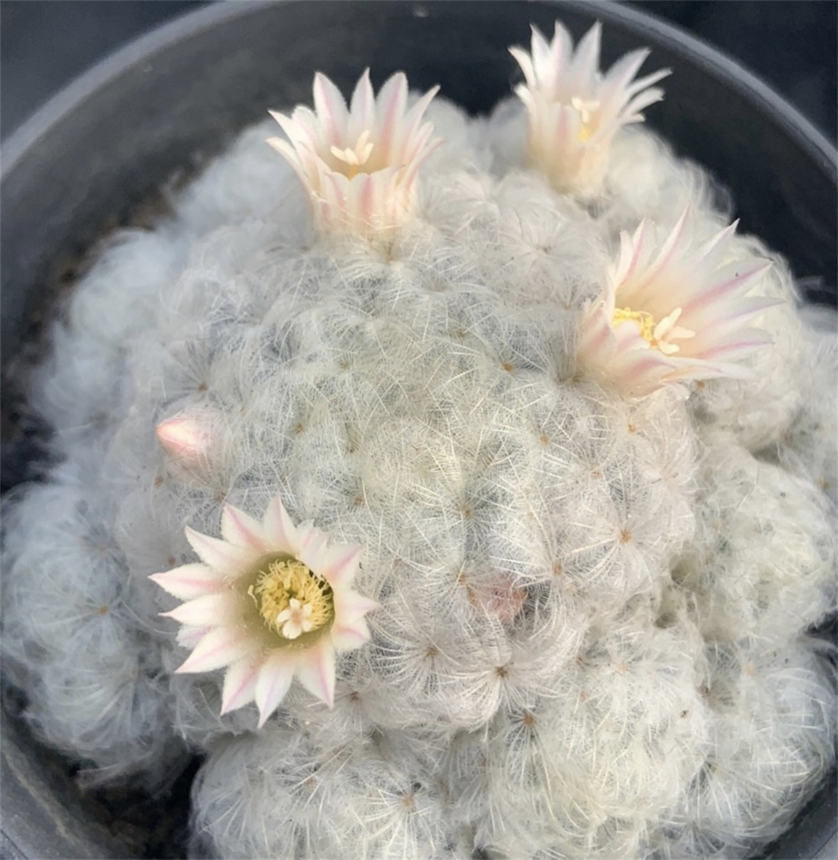 白星手捧花群生仙人球会开小粉花多肉植物 一物一拍