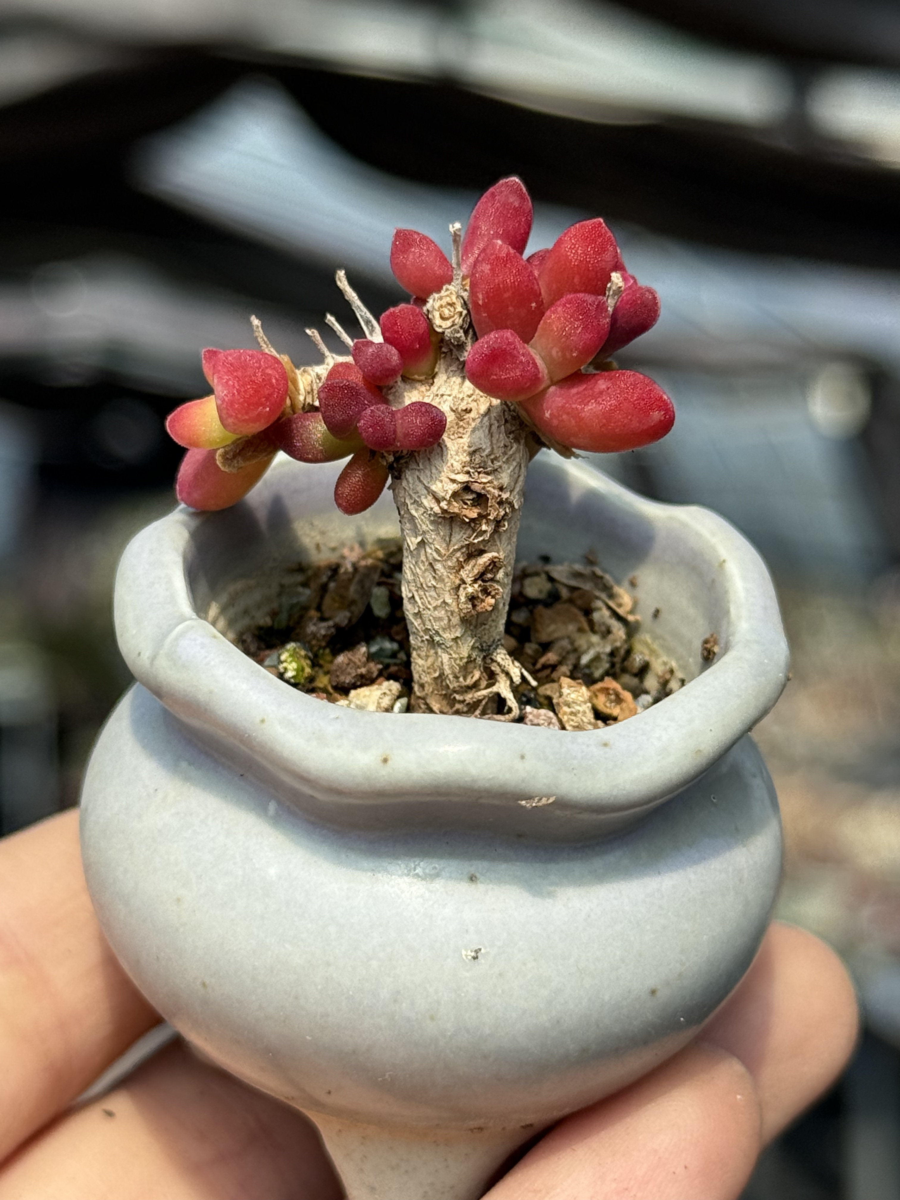 含盆，白露枝干番杏块根拇指小老桩多肉植物一物一拍开花