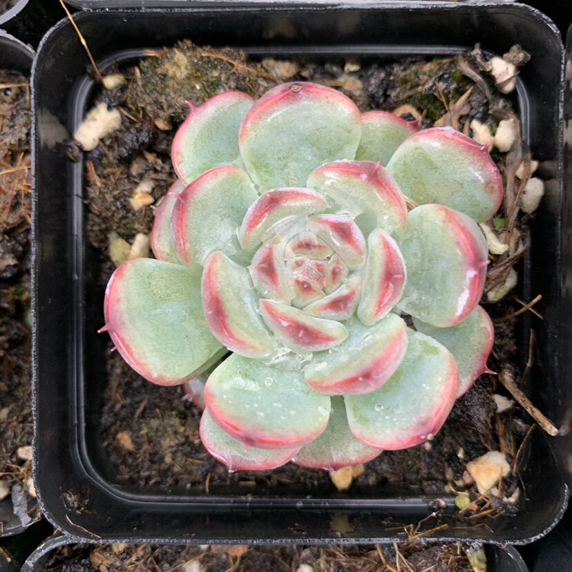 马赛尔多肉防辐射去甲醛全场满18元包邮