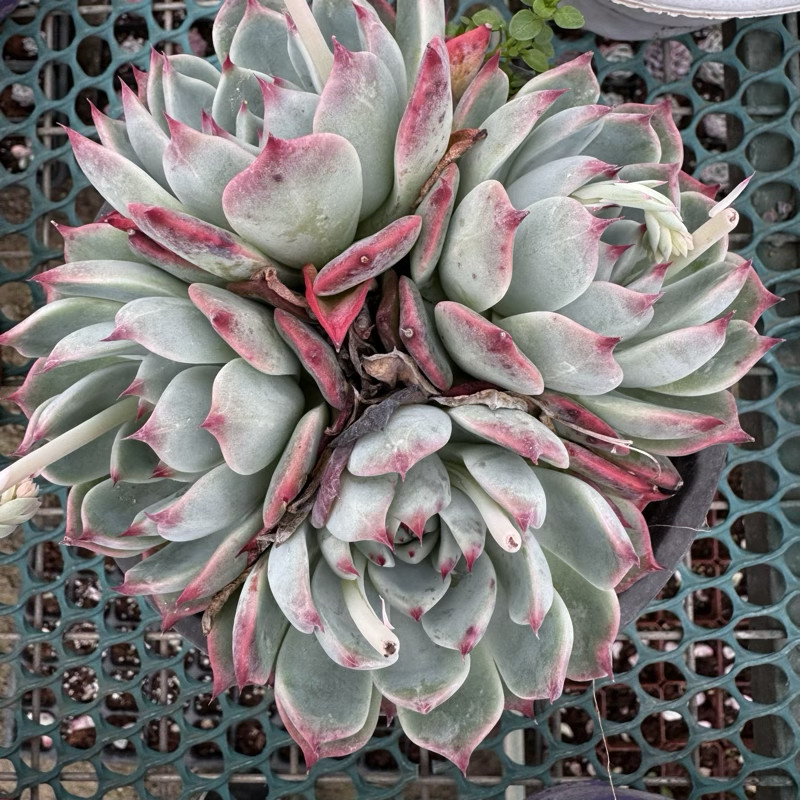 樱桃多肉群生脱土发货不包整群满18包邮