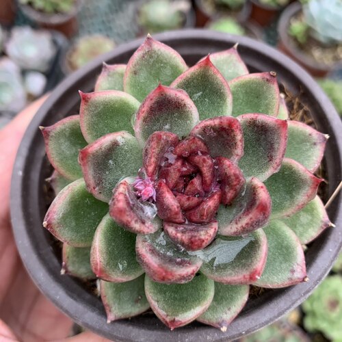糖心水晶黑玫瑰参考7厘米盆