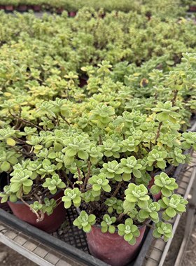 碰碰香小老桩，10厘米趣味防辐射