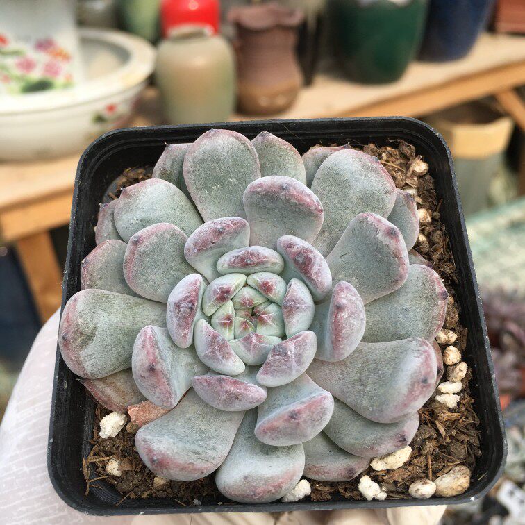 雪爪多肉七厘米盆防辐射适合窗台盆栽全场满18包邮